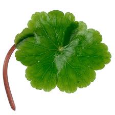 Attēlu rezultāti vaicājumam “Hydrocotyle vulgaris leaf”