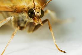 Attēlu rezultāti vaicājumam “Ostrinia nubilalis”