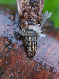 Attēlu rezultāti vaicājumam “Canephora hirsuta larva”