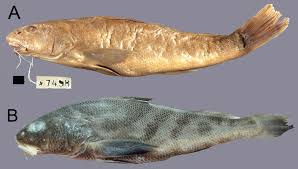 Image result for Menticirrhus littoralis