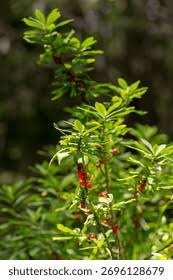 Attēlu rezultāti vaicājumam “Daphne mezereum fruit”