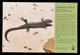 Attēlu rezultāti vaicājumam “Lacerta vivipara”