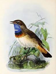 Attēlu rezultāti vaicājumam “Luscinia svecica”