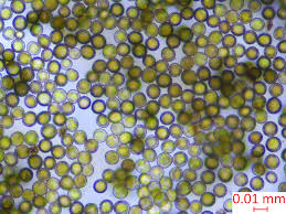 Attēlu rezultāti vaicājumam “Homalia trichomanoides sporophyte”