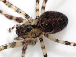 Attēlu rezultāti vaicājumam “Metellina merianae”