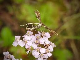 Attēlu rezultāti vaicājumam “Nyctegretis lineana”