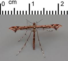 Attēlu rezultāti vaicājumam “Catarhoe cuculata”