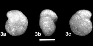 Attēlu rezultāti vaicājumam “Fuligo gyrosa macro”