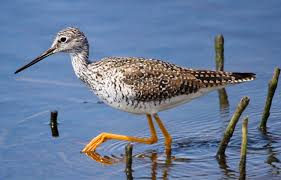 Image result for Tringa melanoleuca