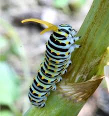 Attēlu rezultāti vaicājumam “Papilio machaon larva”