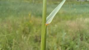 Attēlu rezultāti vaicājumam “Elytrigia repens subsp. arenosa”