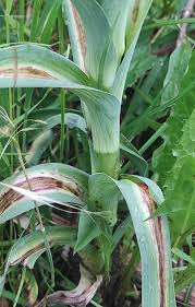 Attēlu rezultāti vaicājumam “Tragopogon heterospermus”