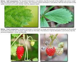 Image result for Fragaria vesca