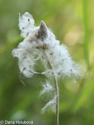 Attēlu rezultāti vaicājumam “Anemone sylvestris fruit”