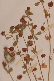 Attēlu rezultāti vaicājumam “Trifolium dubium fruit”