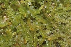 Attēlu rezultāti vaicājumam “Jungermannia sphaerocarpa”