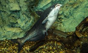 Image result for Ictalurus furcatus