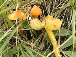 Attēlu rezultāti vaicājumam “Hygrocybe acutoconica”