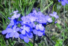 Attēlu rezultāti vaicājumam “Orobanchaceae”