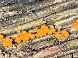 Attēlu rezultāti vaicājumam “Trichia crateriformis macro”