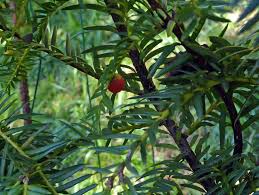 Attēlu rezultāti vaicājumam “Taxus wallichiana”