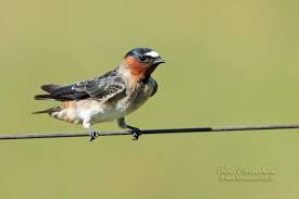 Image result for Petrochelidon pyrrhonota