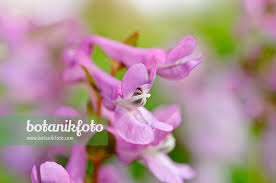 Attēlu rezultāti vaicājumam “Corydalis cava flower”
