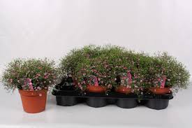 Attēlu rezultāti vaicājumam “Gypsophila muralis fruit”