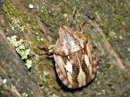 Attēlu rezultāti vaicājumam “Eurygaster testudinaria imago”