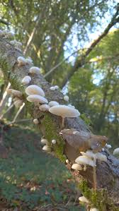 Attēlu rezultāti vaicājumam “Dictydiaethalium plumbeum young”