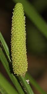 Attēlu rezultāti vaicājumam “Acoraceae”