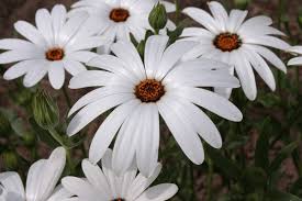 Image result for Dimorphotheca pluvialis