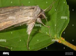 Attēlu rezultāti vaicājumam “Cucullia umbratica”