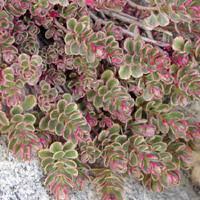 Attēlu rezultāti vaicājumam “Phedimus spurius”