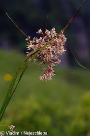 Attēlu rezultāti vaicājumam “Luzula luzuloides”
