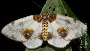 Attēlu rezultāti vaicājumam “Abraxas sylvata imago”