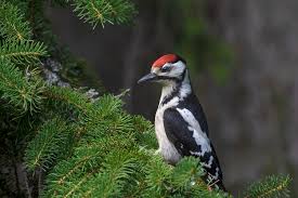 Attēlu rezultāti vaicājumam “Dendrocopos major juvenile”