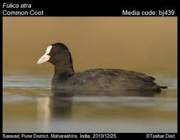 Attēlu rezultāti vaicājumam “Fulica atra”