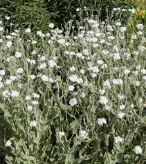 Image result for Lychnis coronaria alba