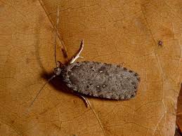 Attēlu rezultāti vaicājumam “Agonopterix heracliana”