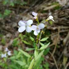 Attēlu rezultāti vaicājumam “Cardamine bulbifera”