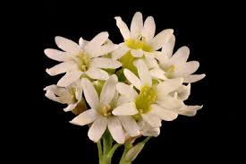 Attēlu rezultāti vaicājumam “Berteroa incana”