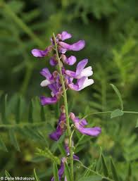 Attēlu rezultāti vaicājumam “Vicia tenuifolia”