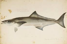 Image result for Rachycentron canadum