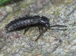 Attēlu rezultāti vaicājumam “Phosphaenus hemipterus male”