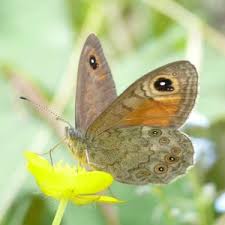 Attēlu rezultāti vaicājumam “Lasiommata maera underside”
