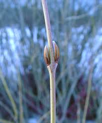 Attēlu rezultāti vaicājumam “Salix purpurea”