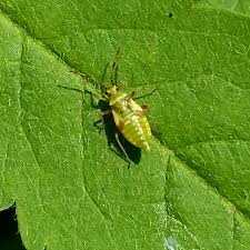 Attēlu rezultāti vaicājumam “Dryophilocoris flavoquadrimaculatus imago”