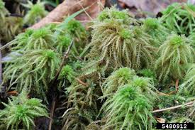 Attēlu rezultāti vaicājumam “Sphagnum squarrosum”