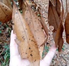 Attēlu rezultāti vaicājumam “Ophiostoma polyporicola”
